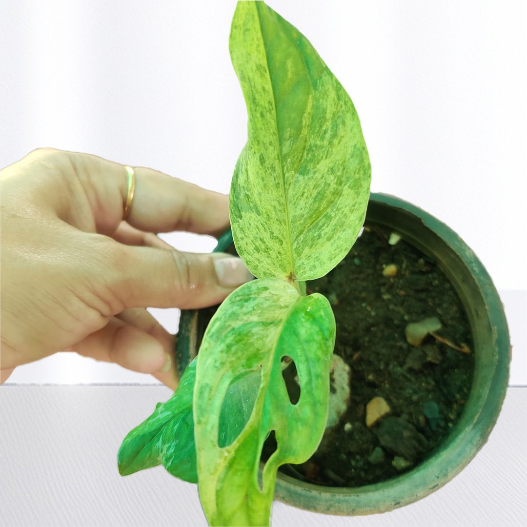 Monstera Adansonii Indo Mint Variegated